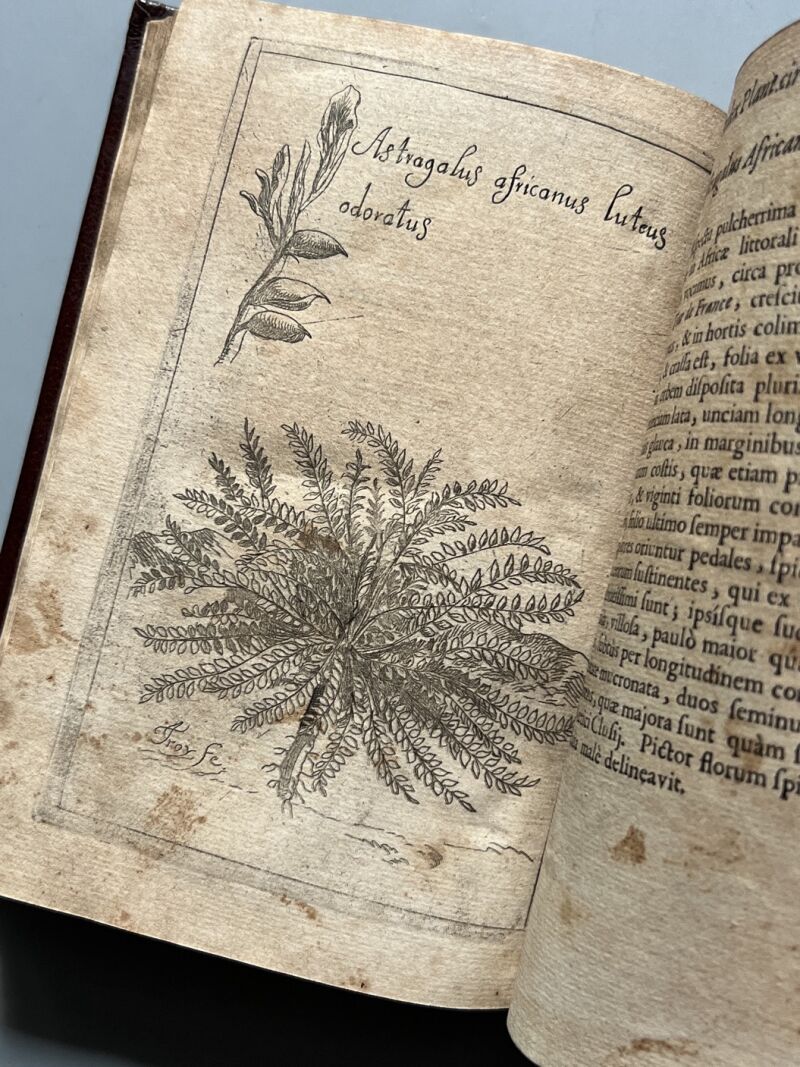 Botanicum Monspeliense, Pierre Magnol - Francisci Bourly - 1676, Primera edición