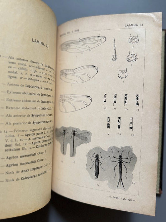 Neurópteros de España y Portugal, Longinos Navás - S. Fiel, 1908