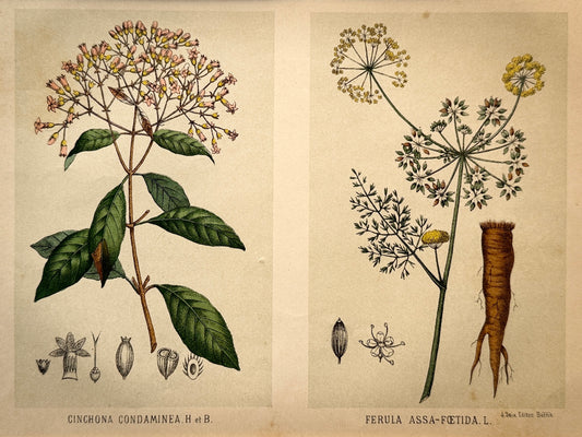 Cromolitografía botánica, Cinchona condaminea y Ferula assa-foetida - J. Seix Editor, ca. 1900