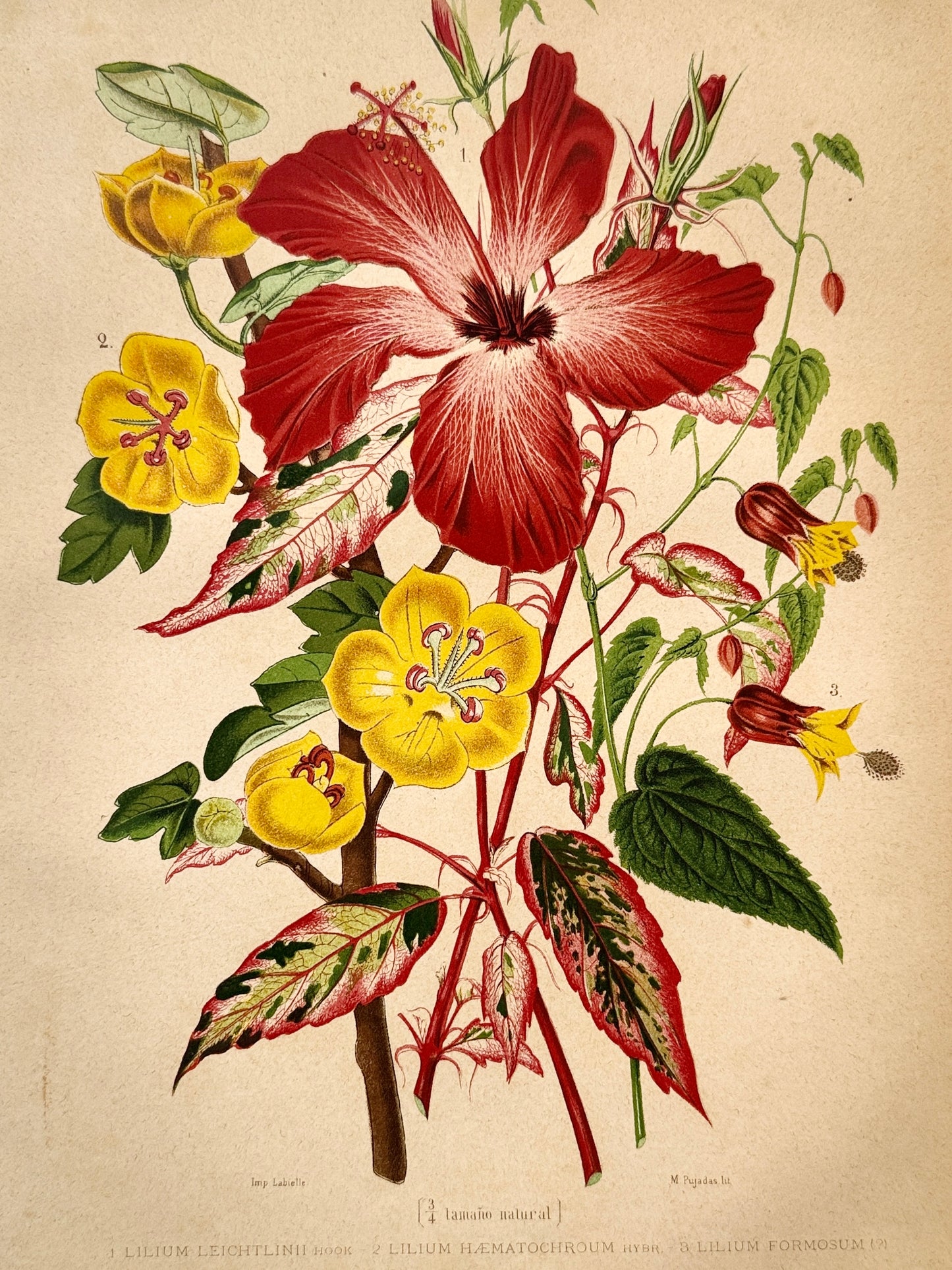 Cromolitografía botánica, Lirio - Historia Natural, Montaner y Simón 1876