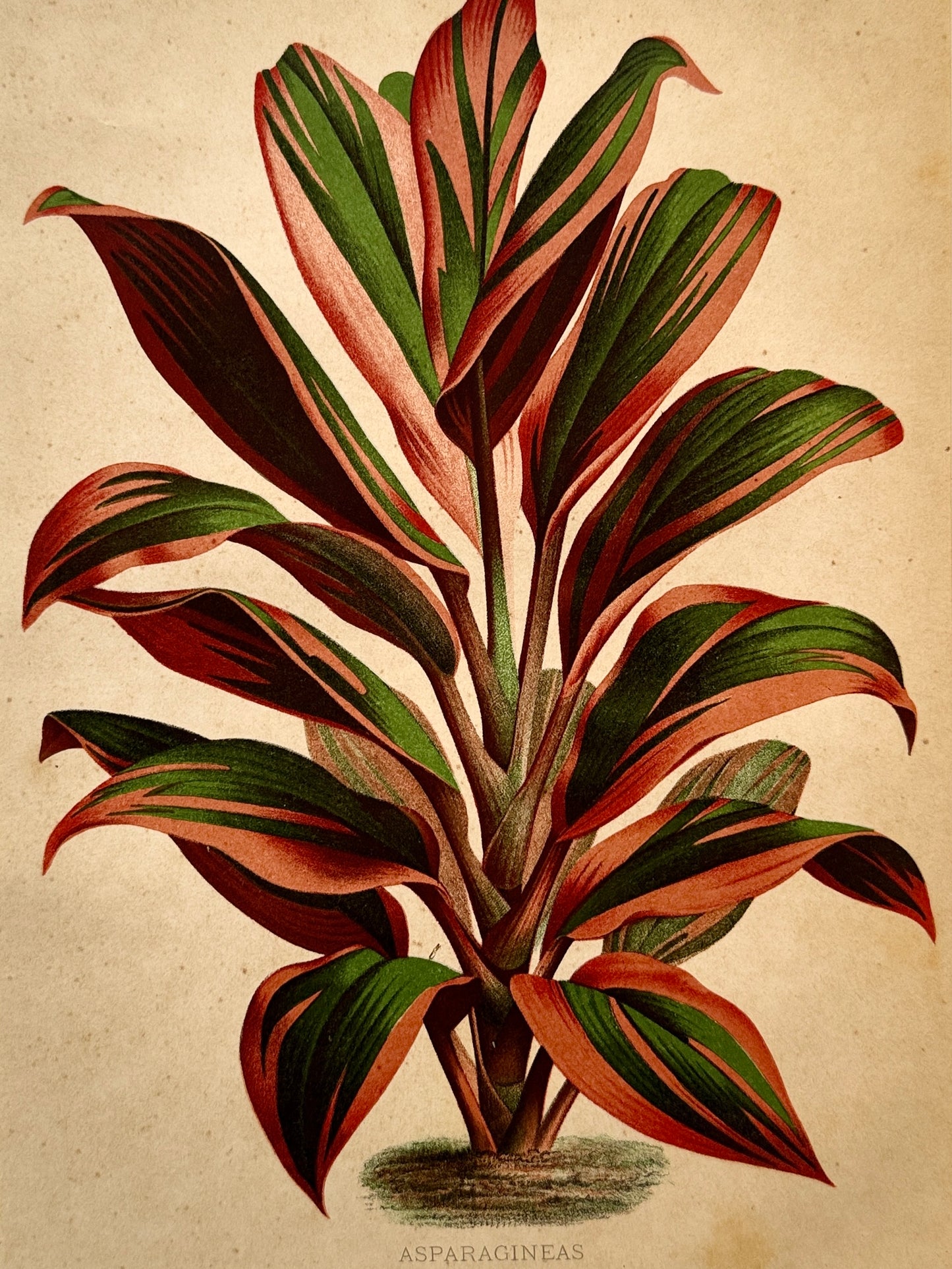 Cromolitografía botánica, Drácena de Warneck - Historia Natural, Montaner y Simón 1876