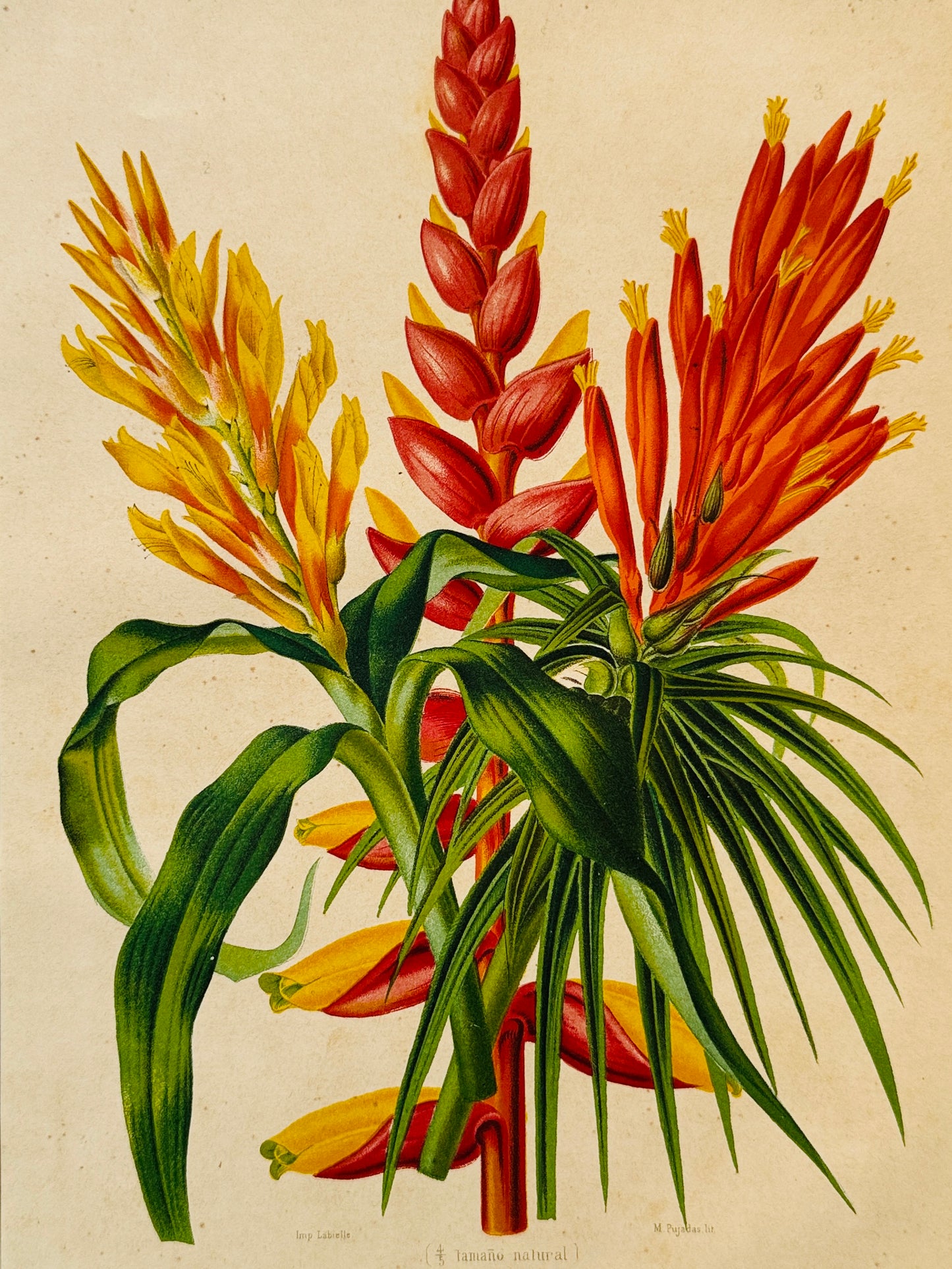 Cromolitografía botánica, Encholirium Corallinum - Historia Natural, Montaner y Simón 1876