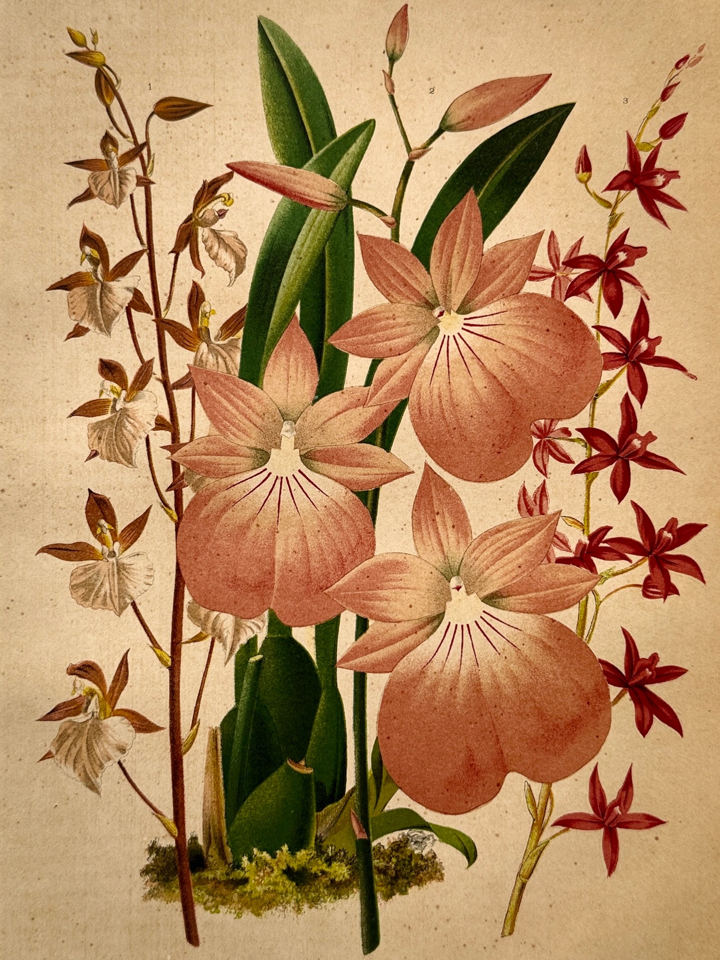 Cromolitografía botánica, Orquídeas - Historia Natural, Montaner y Simón 1876