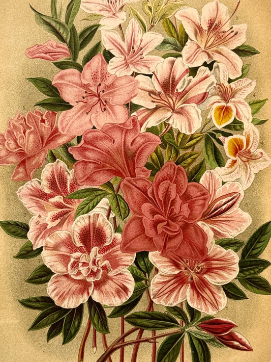 Cromolitografía botánica, Azalea - Historia Natural, Montaner y Simón 1876