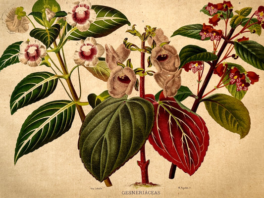 Cromolitografía botánica, Gesneriáceas - Historia Natural, Montaner y Simón 1876