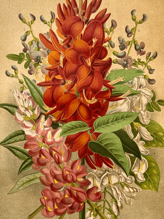 Cromolitografía botánica, Leguminosas - Historia Natural, Montaner y Simón 1876