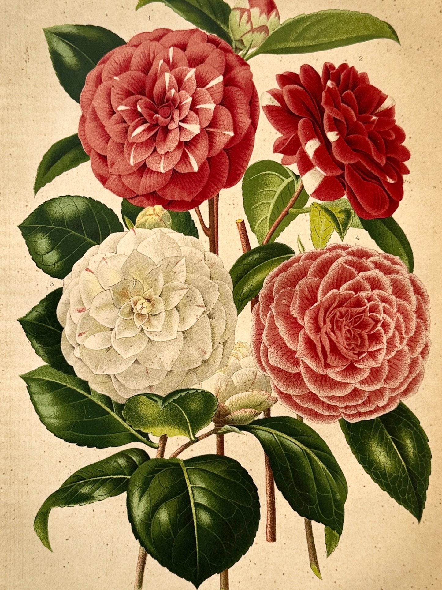 Cromolitografía botánica, Camelia - Historia Natural, Montaner y Simón 1876