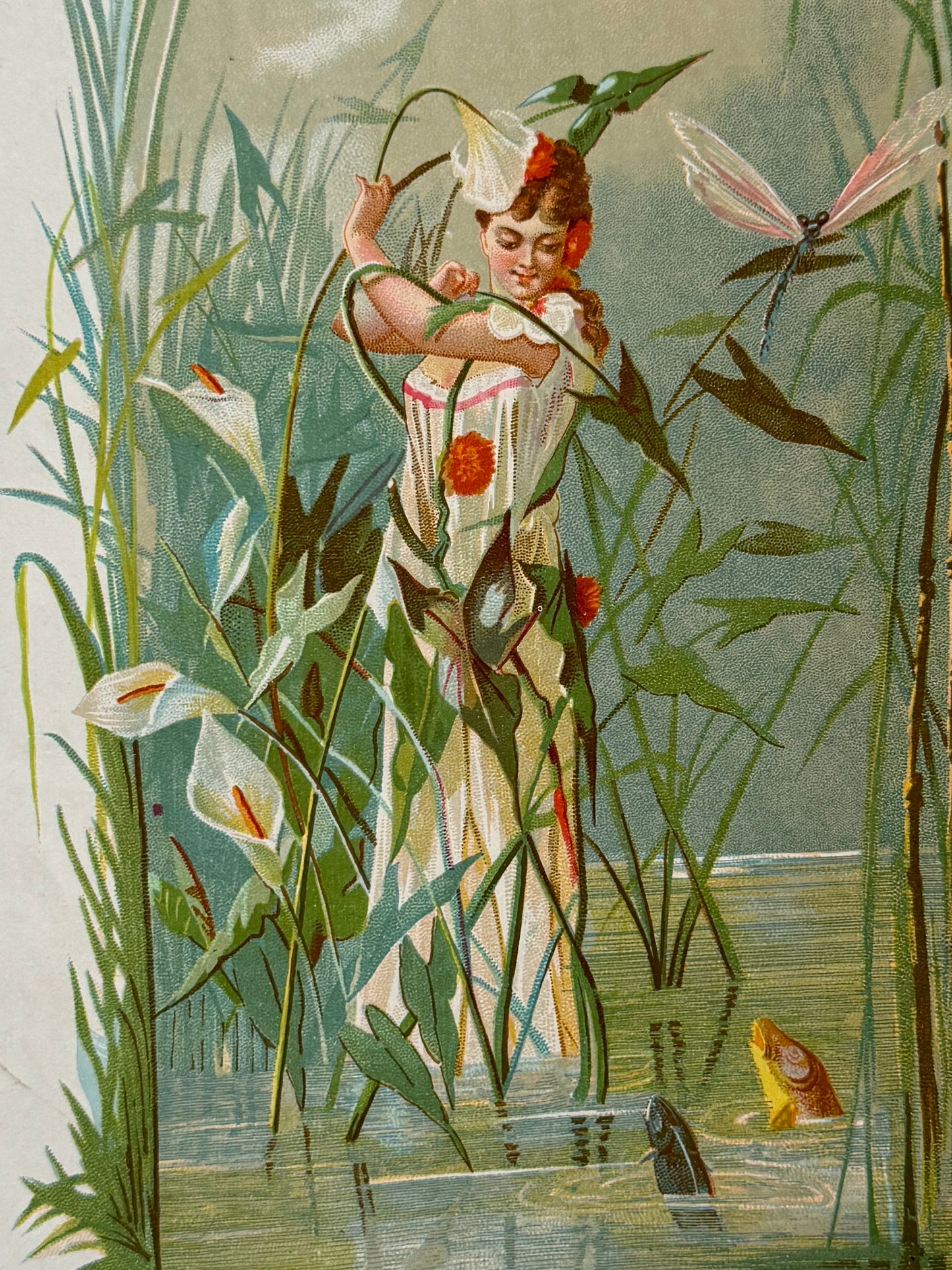 Cromolitografía Lirio de agua - La vida de las flores, 1878
