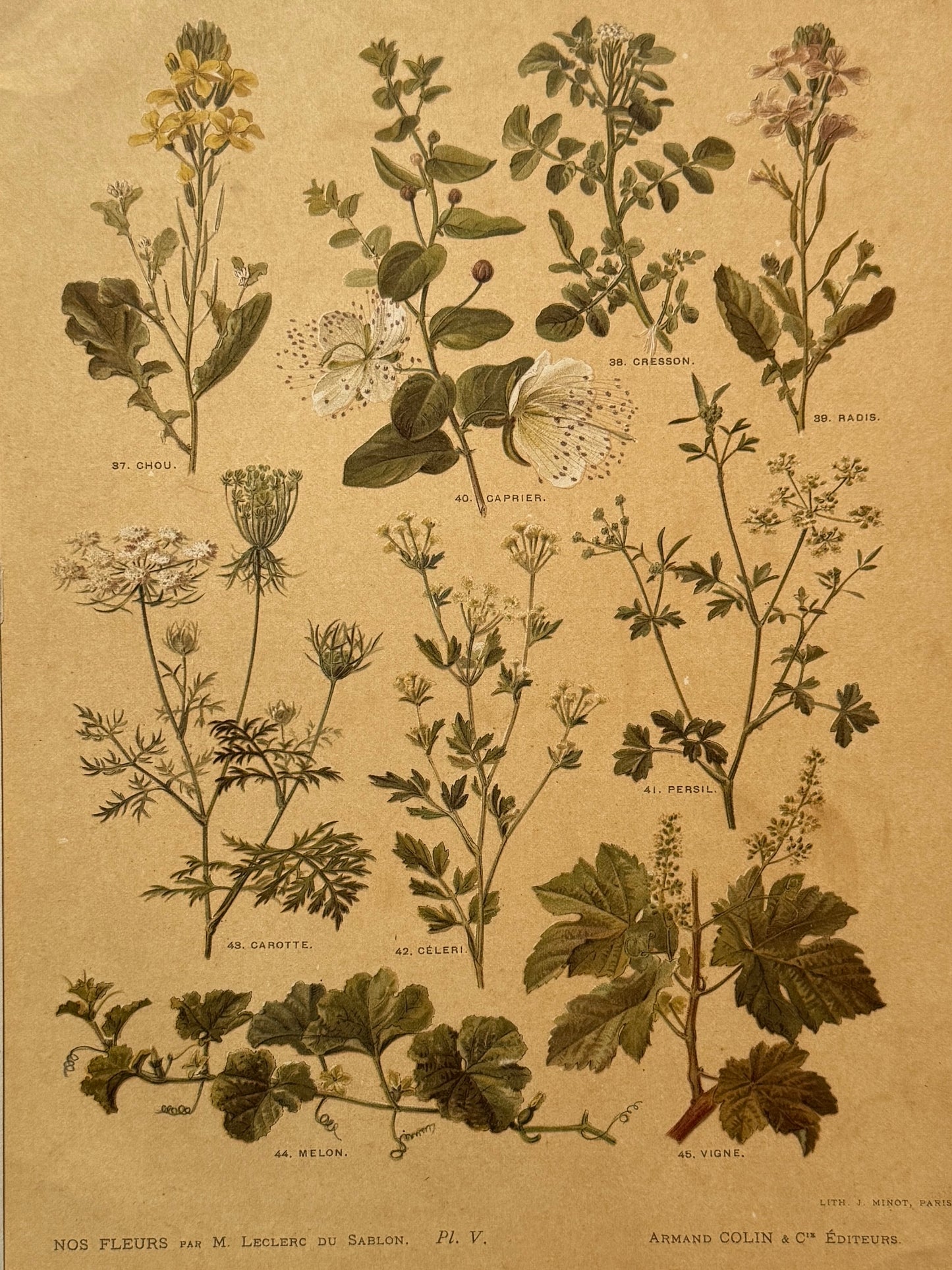 Cromolitografía botánica - Nos fleurs, ca. 1900