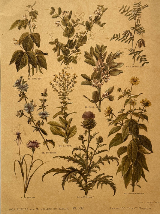Cromolitografía botánica - Nos fleurs, ca. 1900
