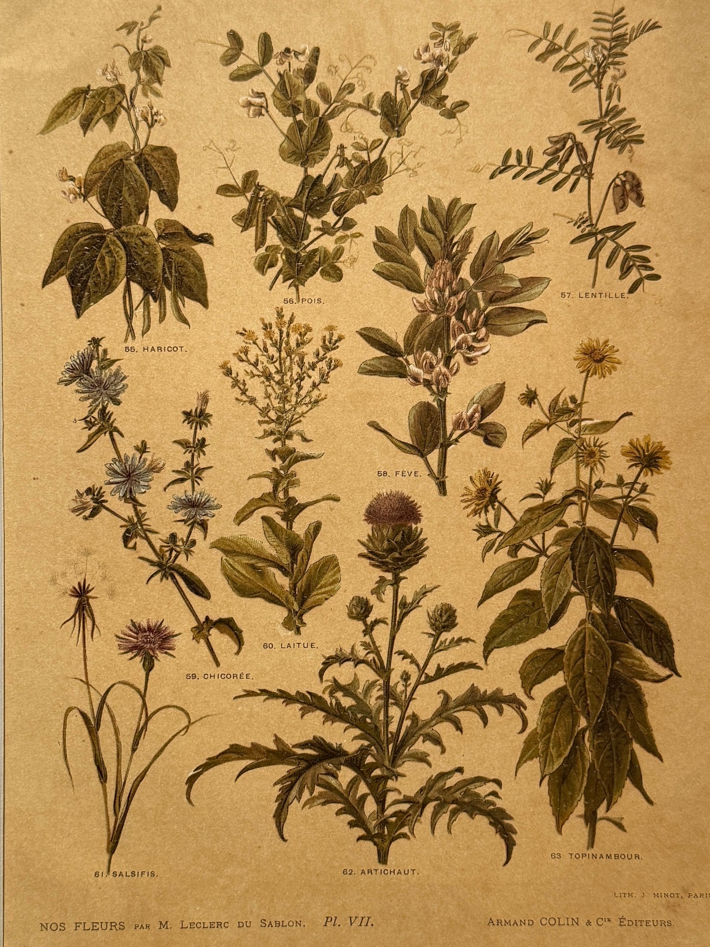 Cromolitografía botánica - Nos fleurs, ca. 1900
