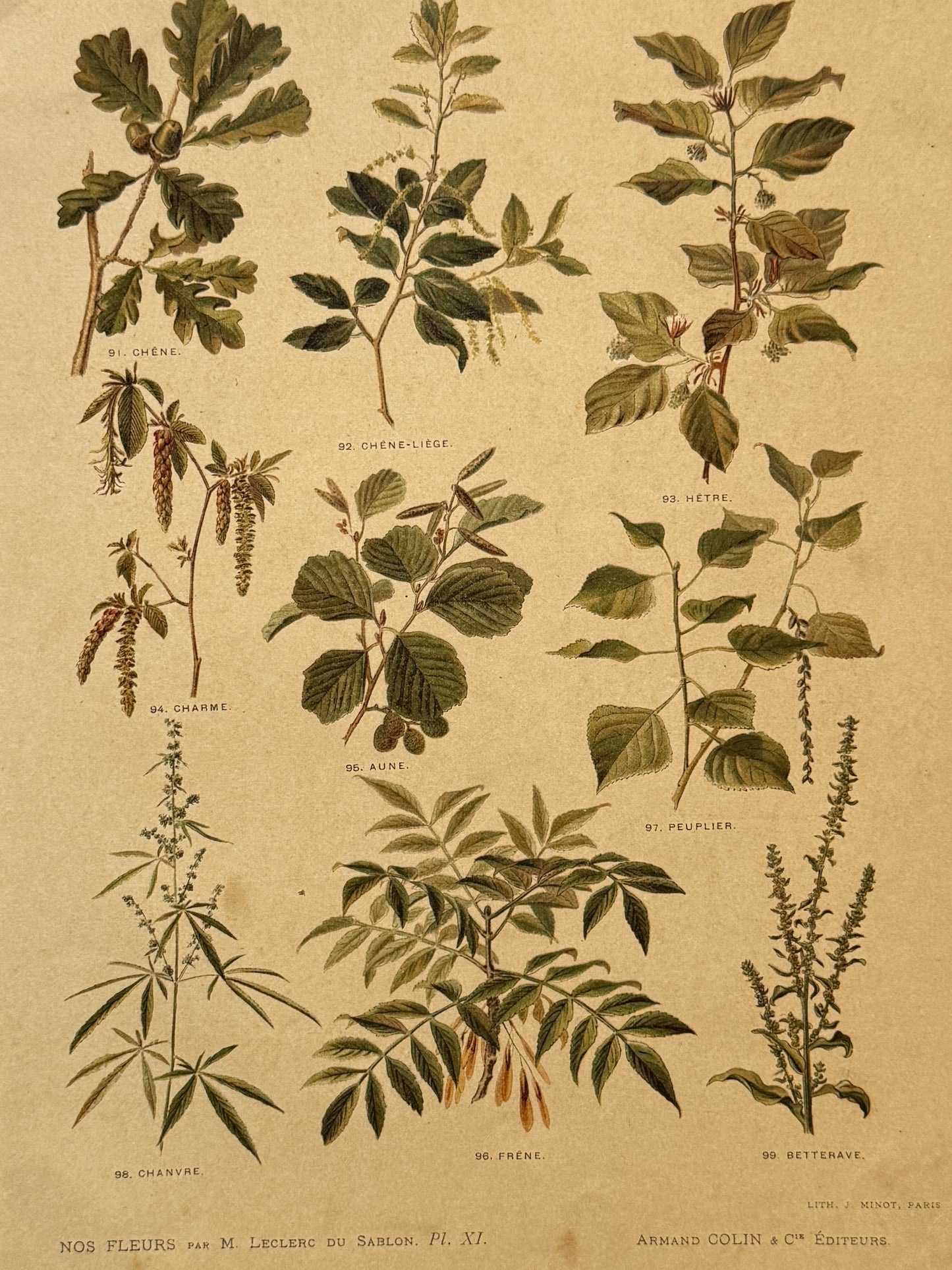 Cromolitografía botánica - Nos fleurs, ca. 1900