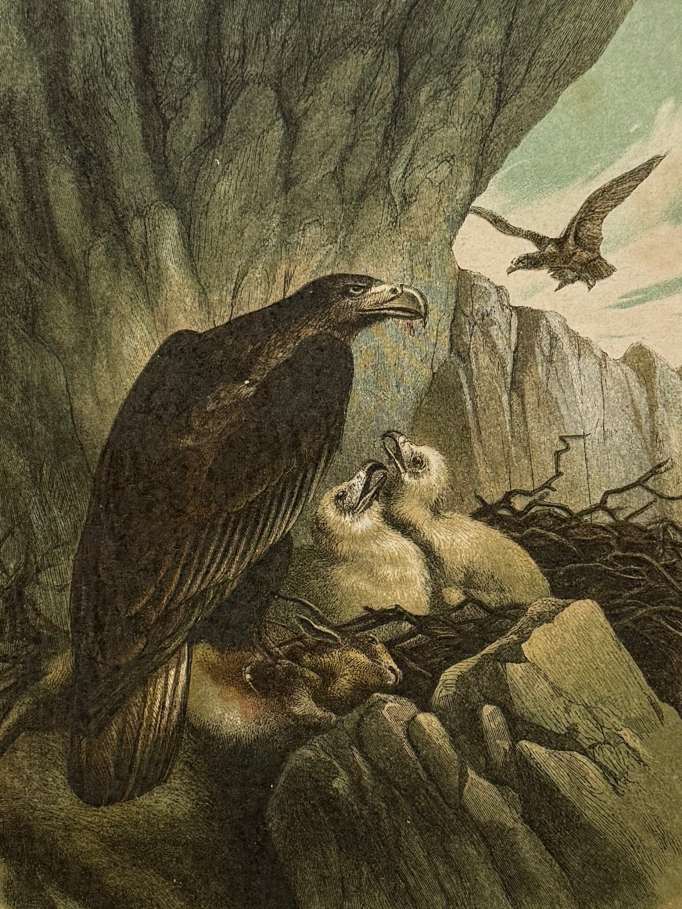 Cromolitografía zoología, águilas - Historia Natural, Montaner y Simón 1876