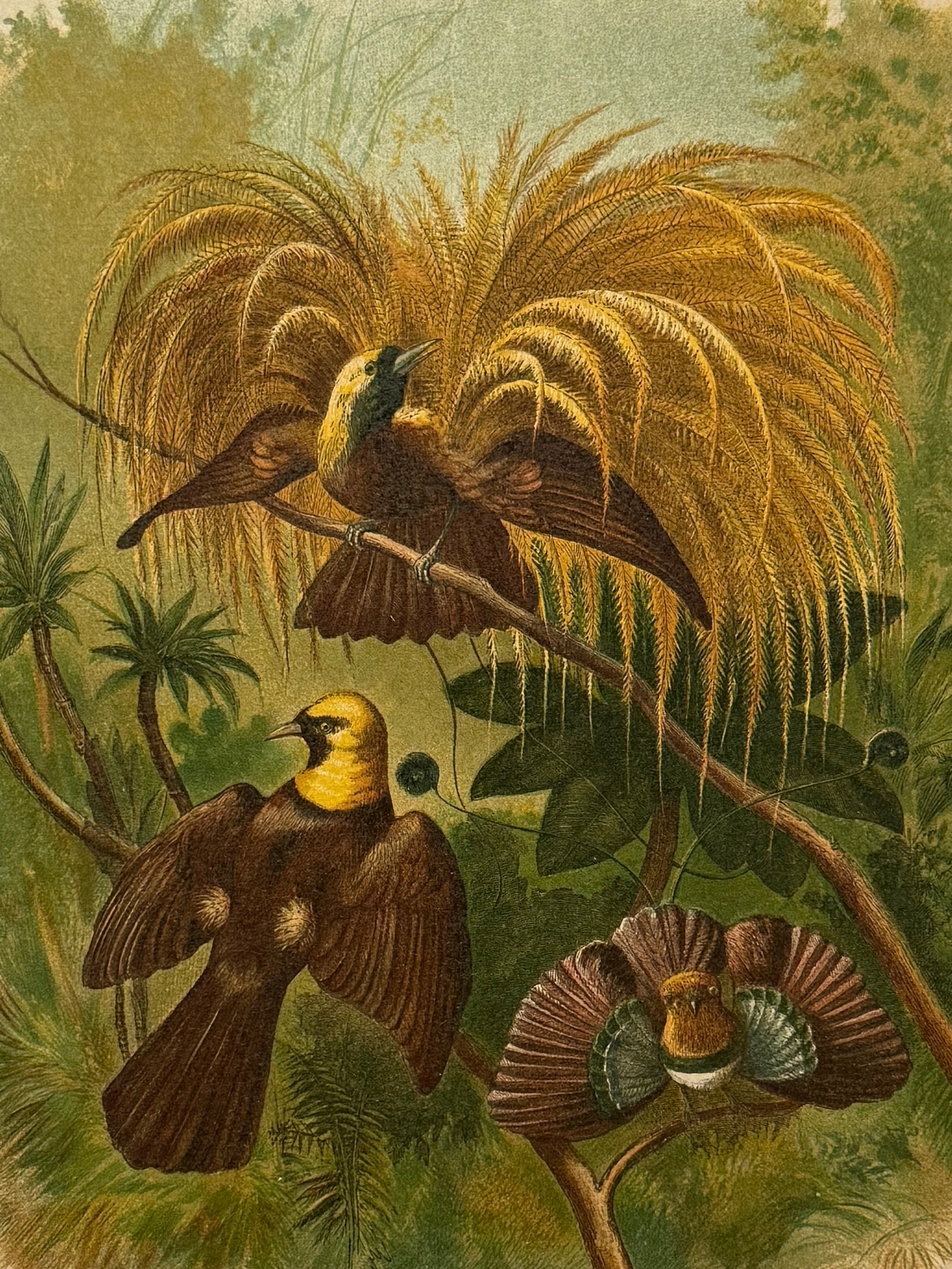 Cromolitografía zoología, aves del paraíso - Historia Natural, Montaner y Simón 1876
