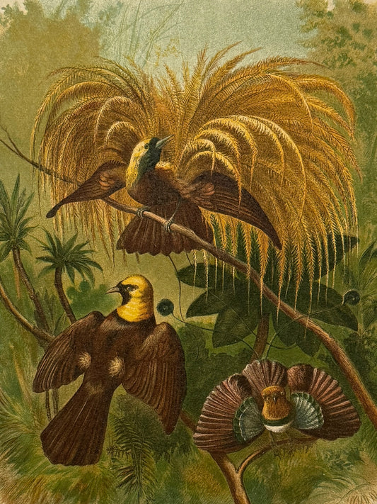 Cromolitografía zoología, aves del paraíso - Historia Natural, Montaner y Simón 1876