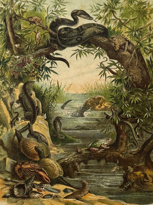 Cromolitografía zoología, reptiles - Historia Natural, Montaner y Simón 1876