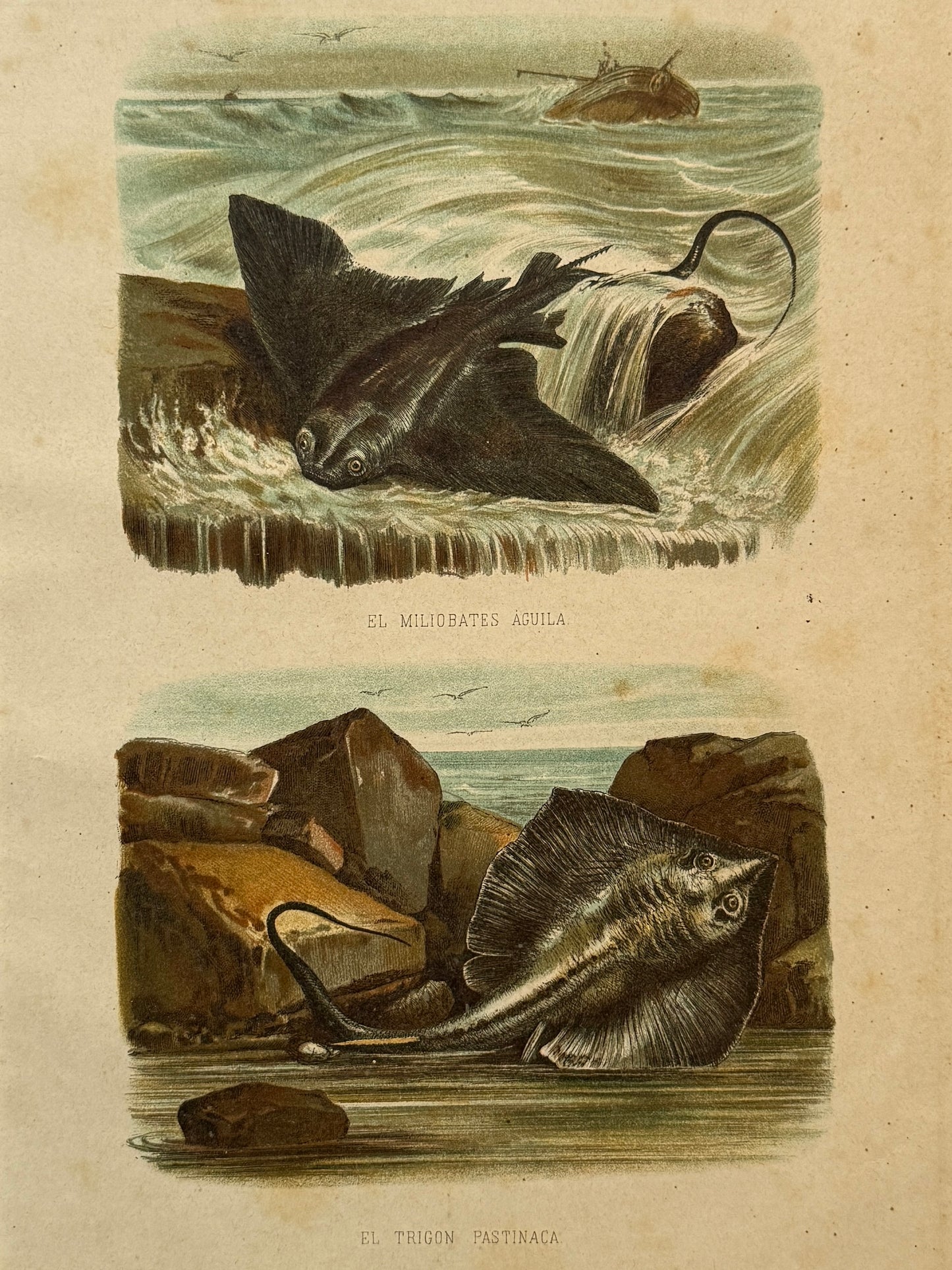 Cromolitografía zoología, peces - Historia Natural, Montaner y Simón 1876