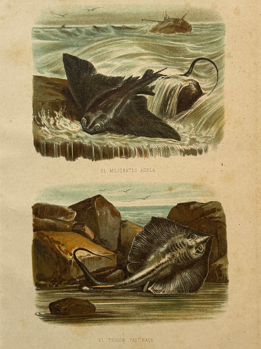 Cromolitografía zoología, peces - Historia Natural, Montaner y Simón 1876