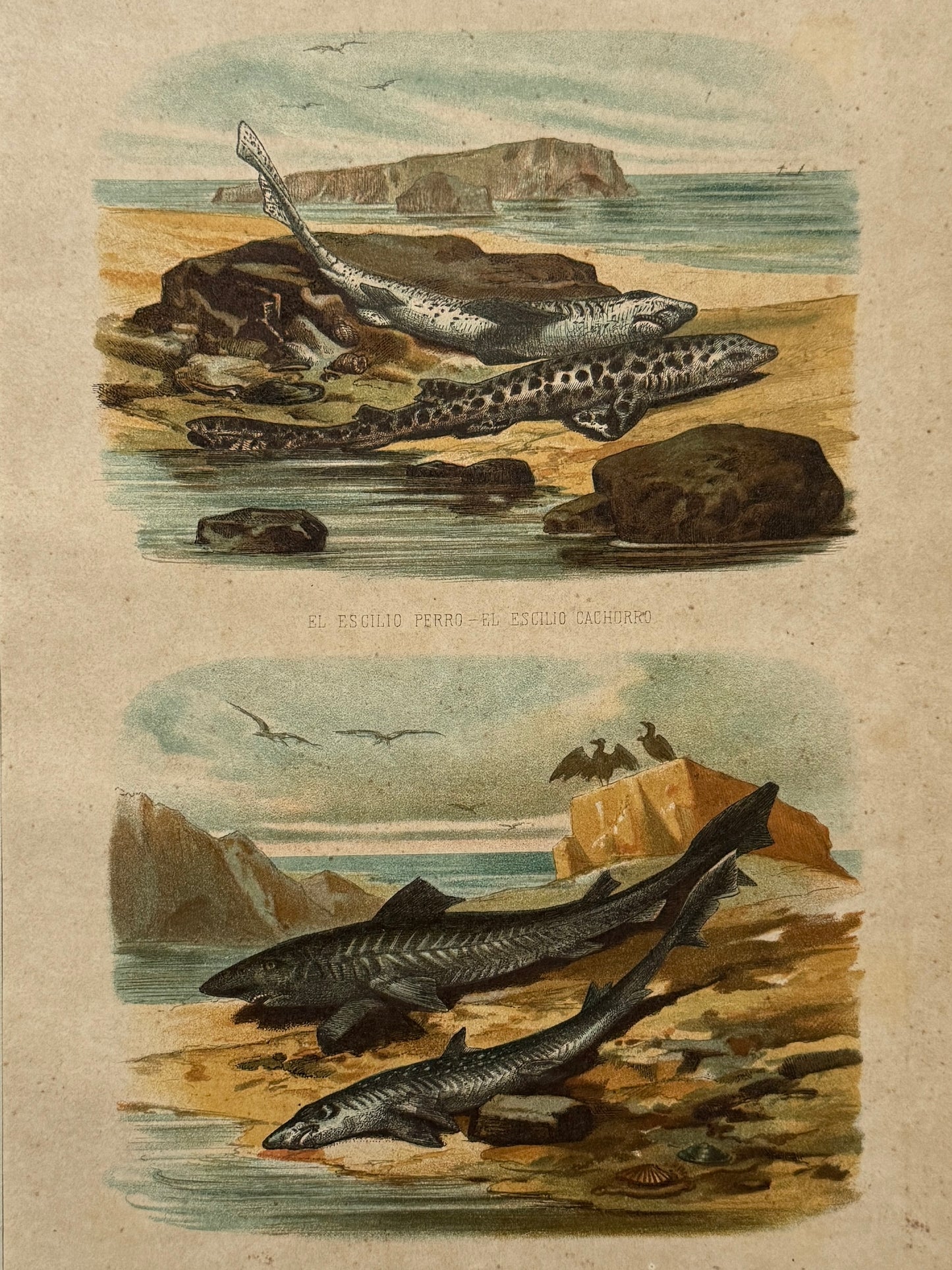 Cromolitografía zoología, peces - Historia Natural, Montaner y Simón 1876