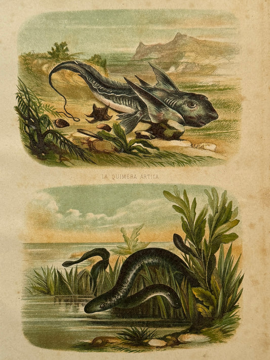 Cromolitografía zoología, peces - Historia Natural, Montaner y Simón 1876