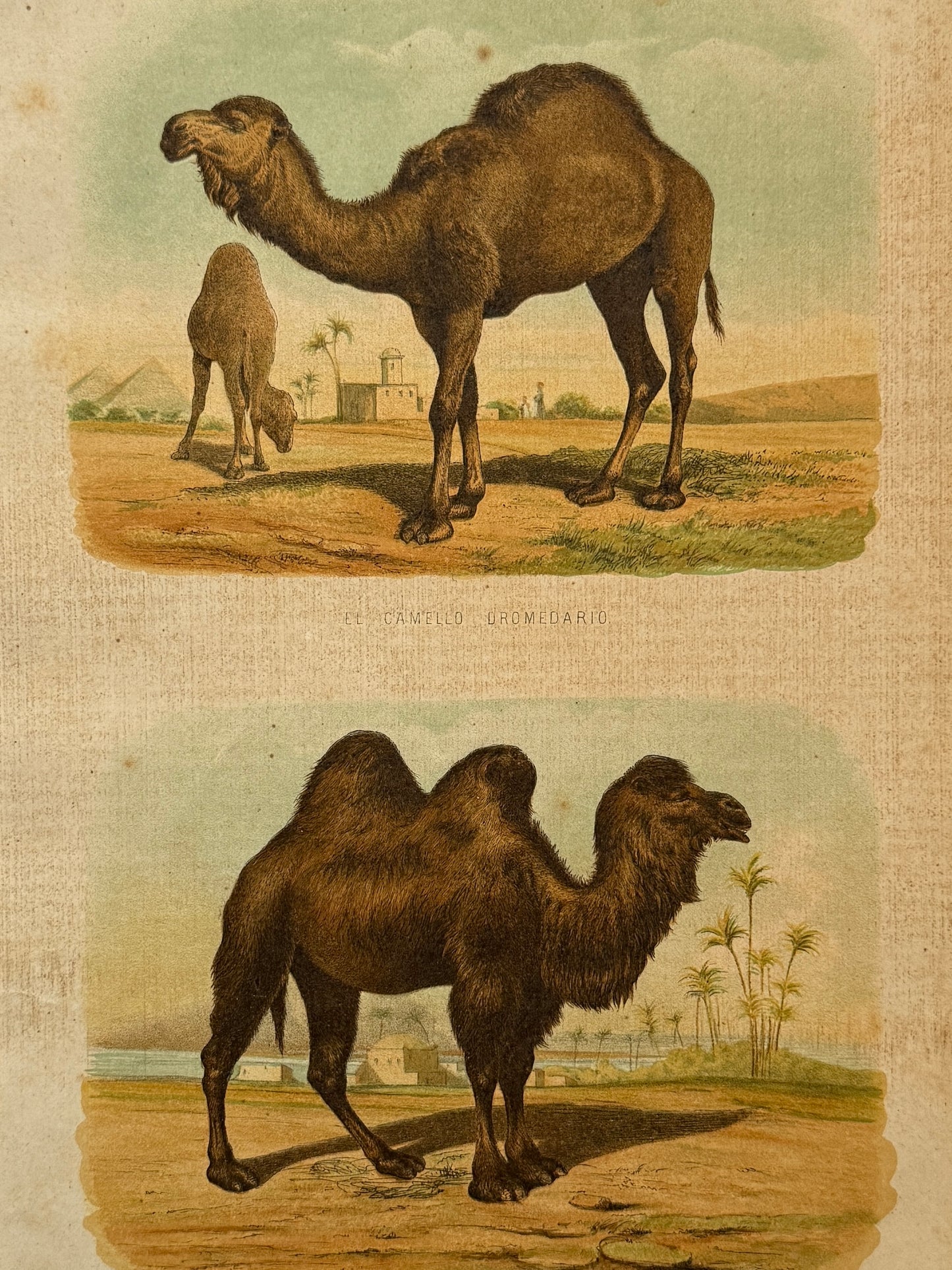 Cromolitografía zoología, camellos - Historia Natural, Montaner y Simón 1876