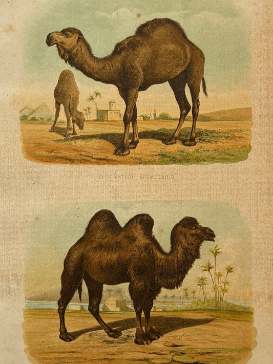 Cromolitografía zoología, camellos - Historia Natural, Montaner y Simón 1876