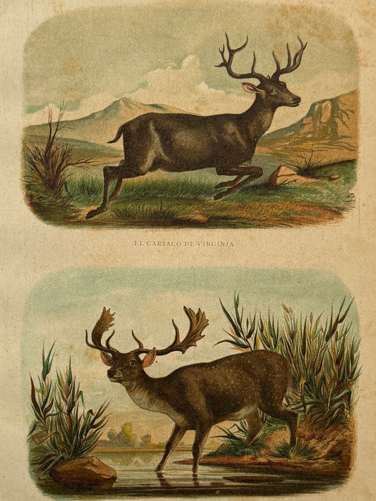 Cromolitografía zoología, cérvidos- Historia Natural, Montaner y Simón 1876
