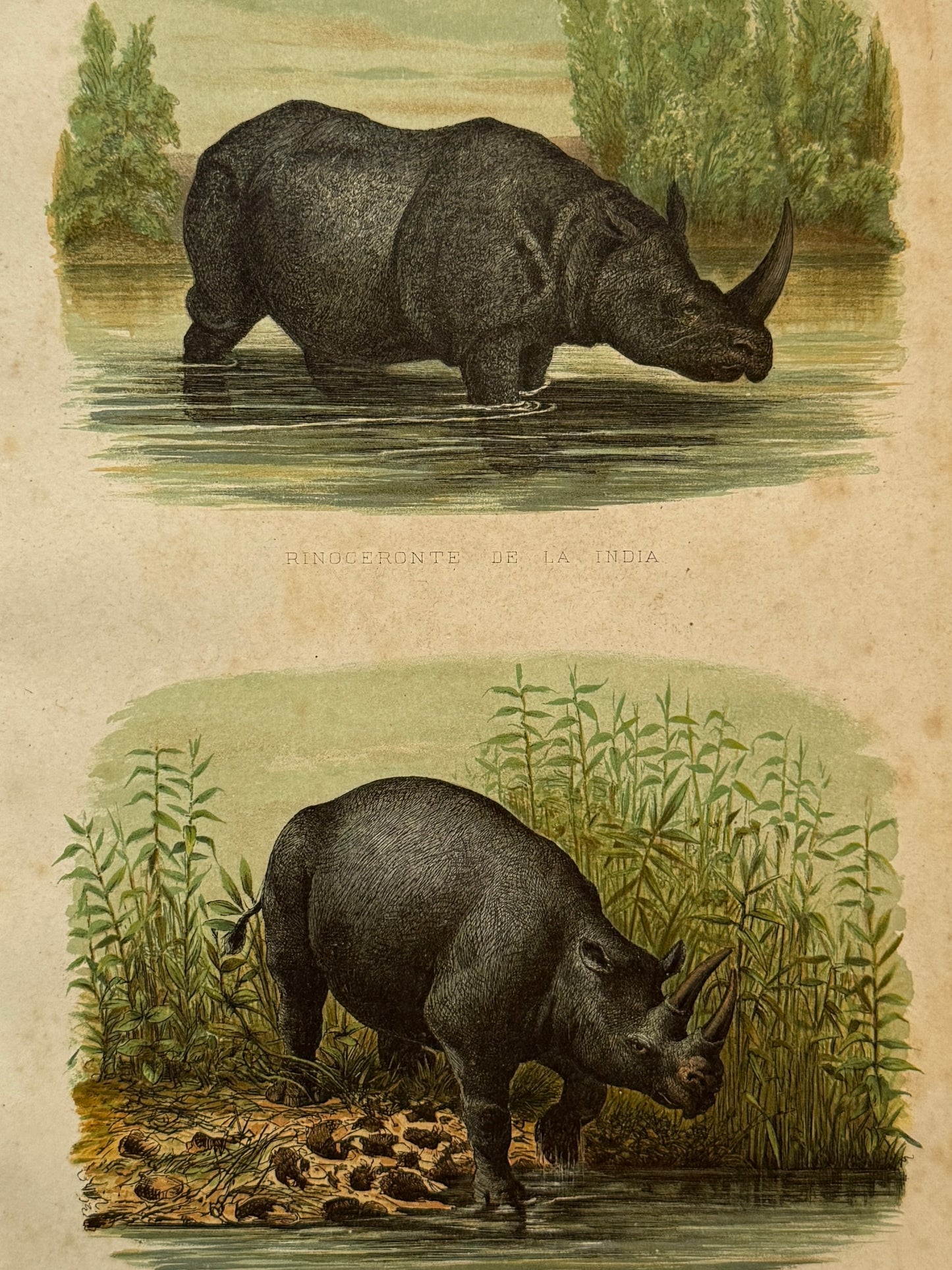 Cromolitografía zoología, rinoceronte - Historia Natural, Montaner y Simón 1876