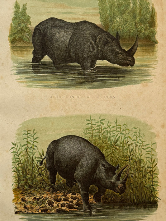 Cromolitografía zoología, rinoceronte - Historia Natural, Montaner y Simón 1876
