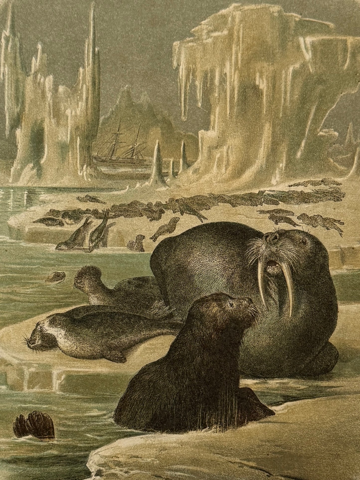 Cromolitografía zoología, focas - Historia Natural, Montaner y Simón 1876