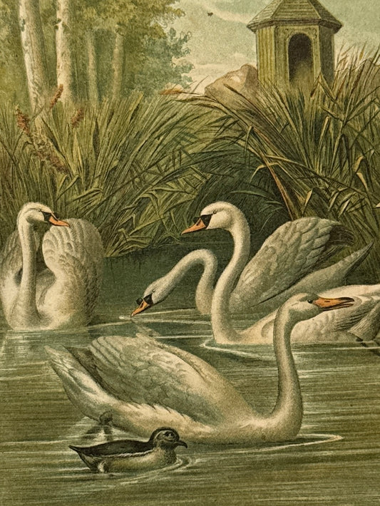 Cromolitografía zoología, cisnes - Historia Natural, Montaner y Simón 1876
