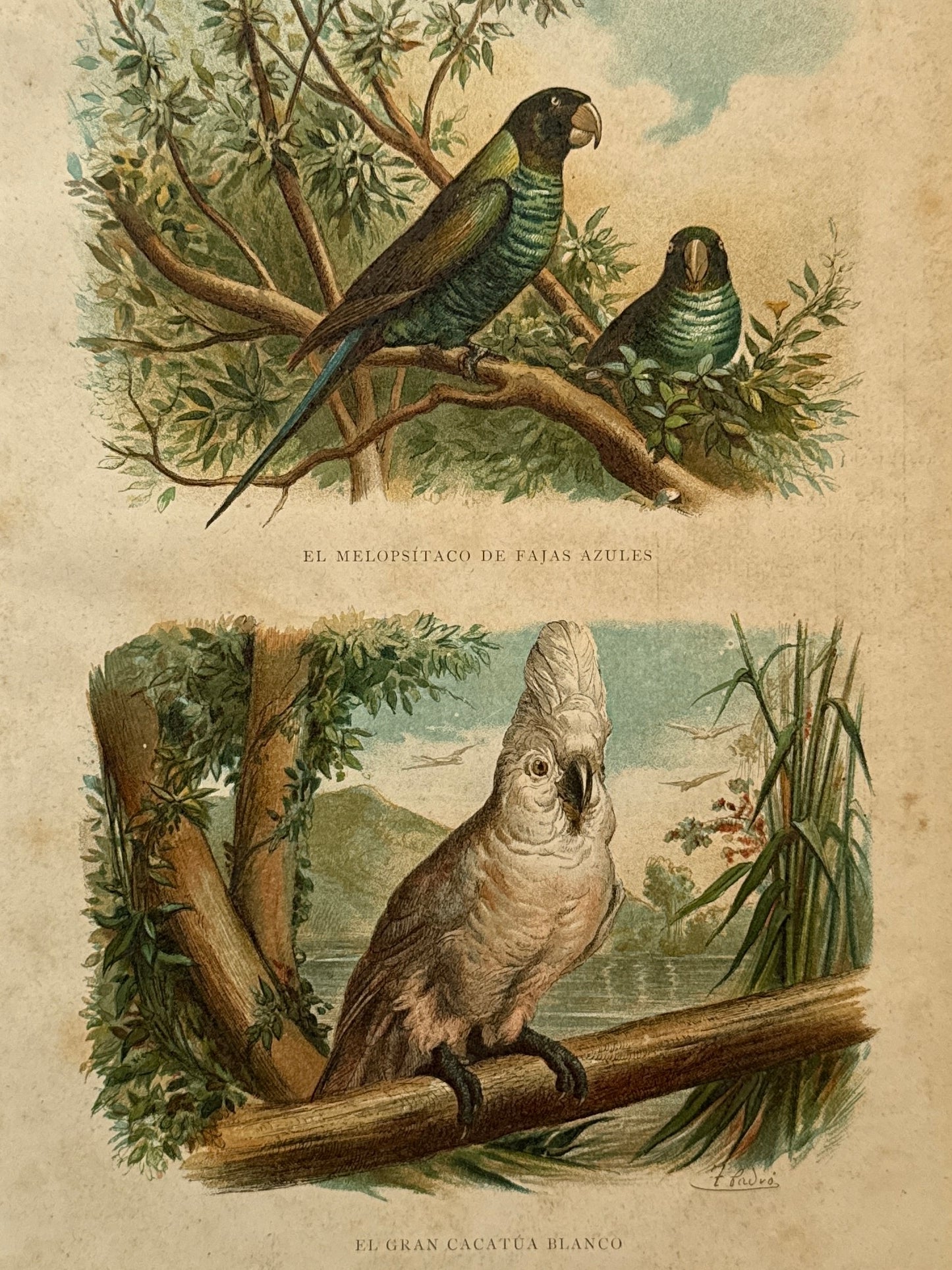 Cromolitografía zoología, loros - Historia Natural, Montaner y Simón 1876