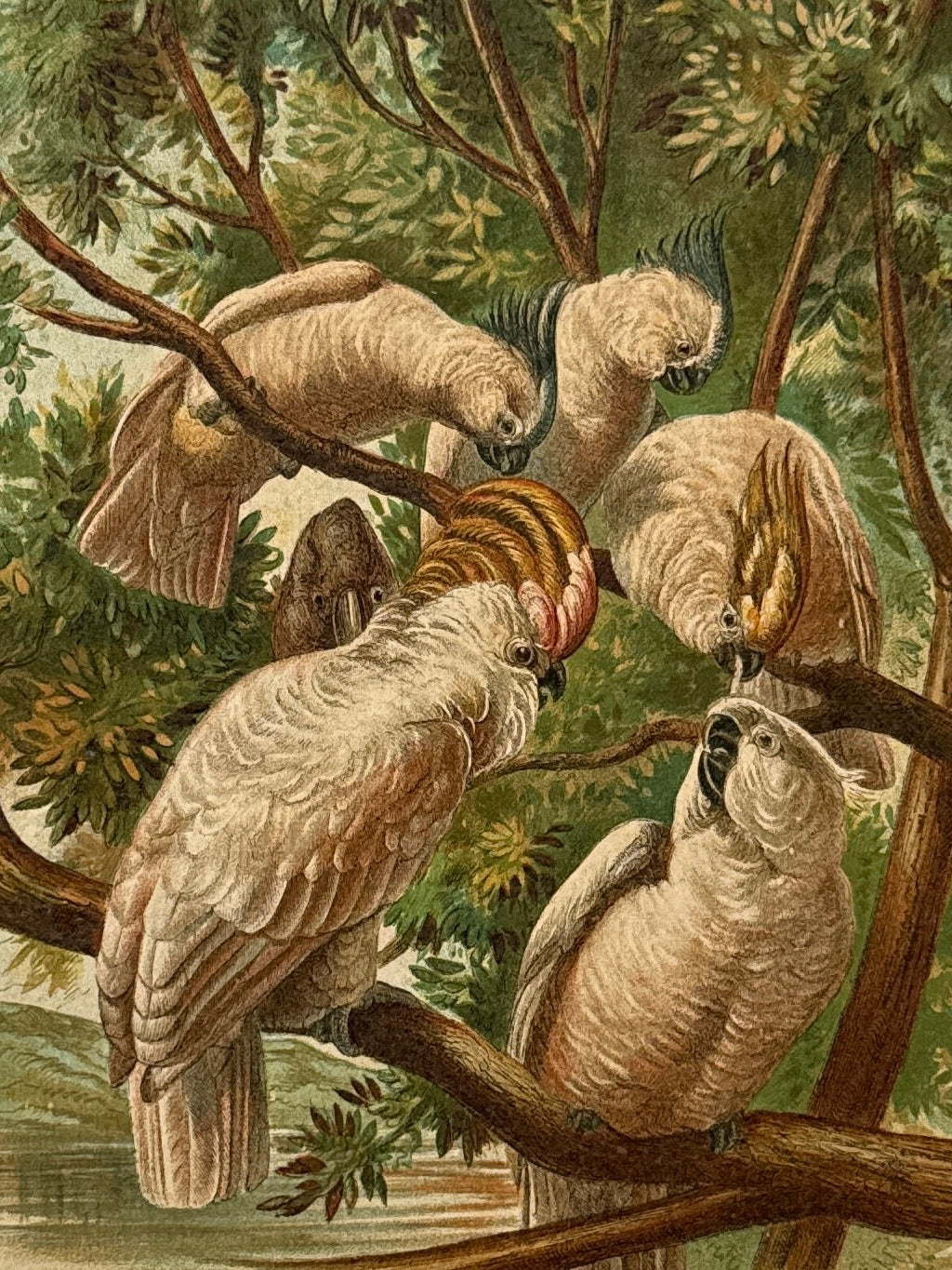 Cromolitografía zoología, cacatúas - Historia Natural, Montaner y Simón 1876