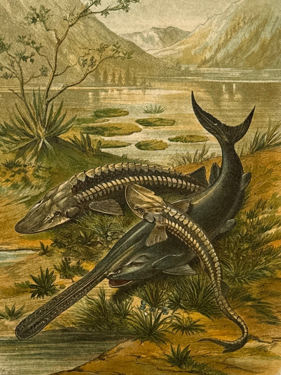 Cromolitografía zoología, peces - Historia Natural, Montaner y Simón 1876