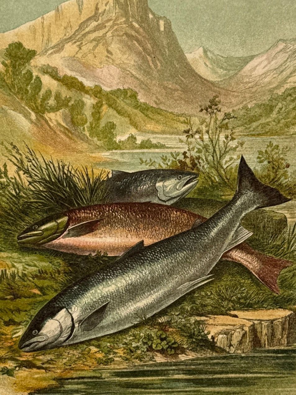 Cromolitografía zoología, salmónidos - Historia Natural, Montaner y Simón 1876