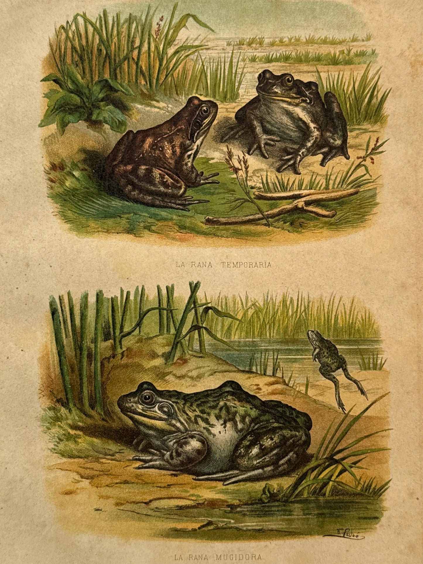 Cromolitografía zoología, ranas - Historia Natural, Montaner y Simón 1876