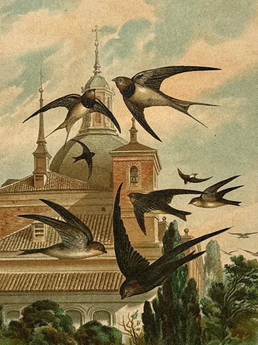 Cromolitografía zoología, golondrinas - Historia Natural, Montaner y Simón 1876