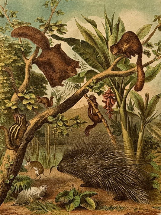 Cromolitografía zoología, roedores - Historia Natural, Montaner y Simón 1876