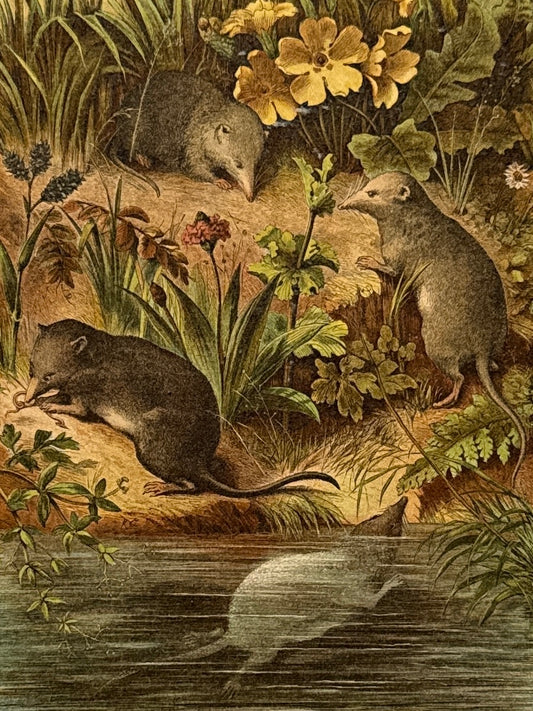 Cromolitografía zoología, topos - Historia Natural, Montaner y Simón 1876