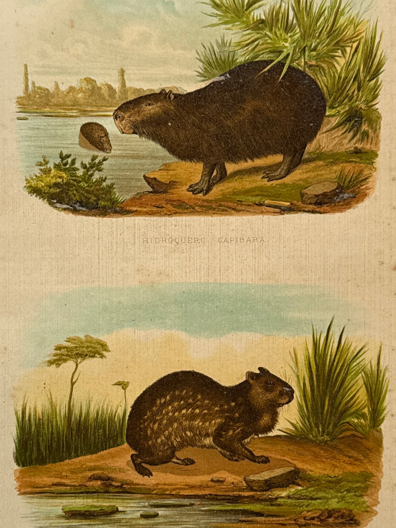 Cromolitografía zoología, capibara y paca pardo - Historia Natural, Montaner y Simón 1876