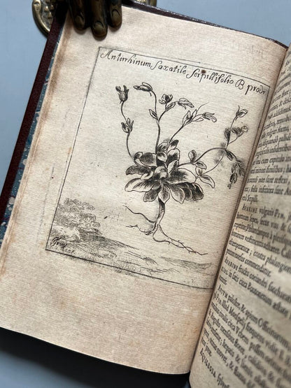 Botanicum Monspeliense, Pierre Magnol - Francisci Bourly - 1676, Primera edición