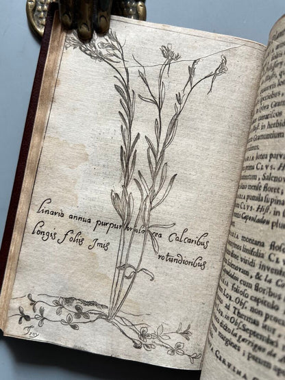 Botanicum Monspeliense, Pierre Magnol - Francisci Bourly - 1676, Primera edición