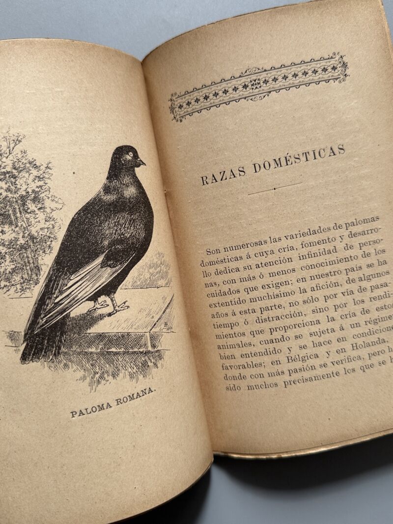 Cría lucrativa de las palomas, Alfonso Nogués - Francisco Sabater Editor, 1899