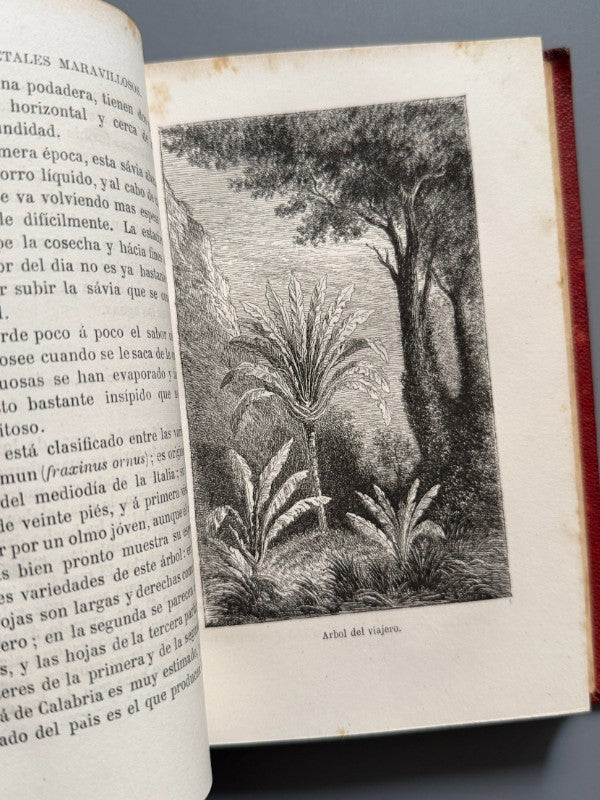 Las maravillas de la vegetación, F. Marion - Librería Hachette y Cª, 1872