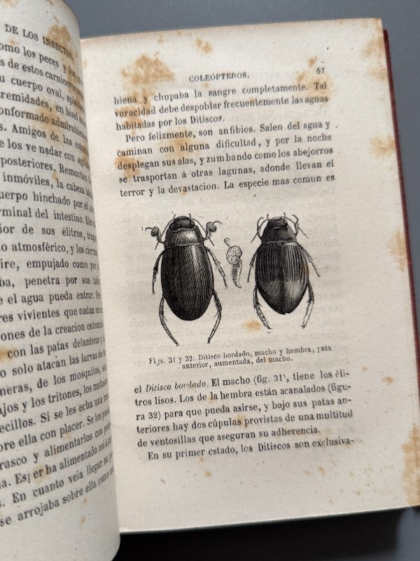 La metamorfosis de los insectos, Mauricio Girard - Librería Hachette y Cª, 1868