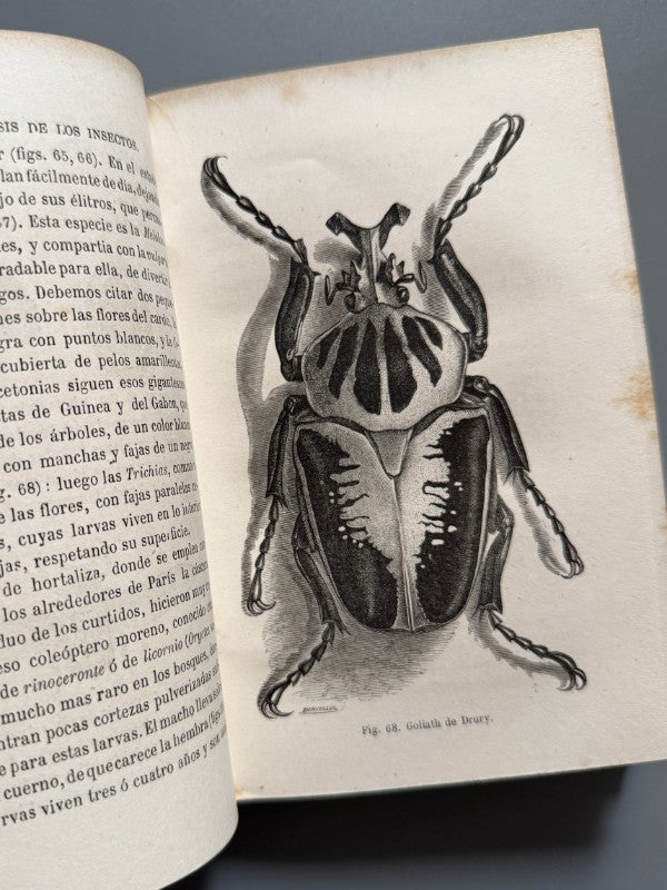La metamorfosis de los insectos, Mauricio Girard - Librería Hachette y Cª, 1868