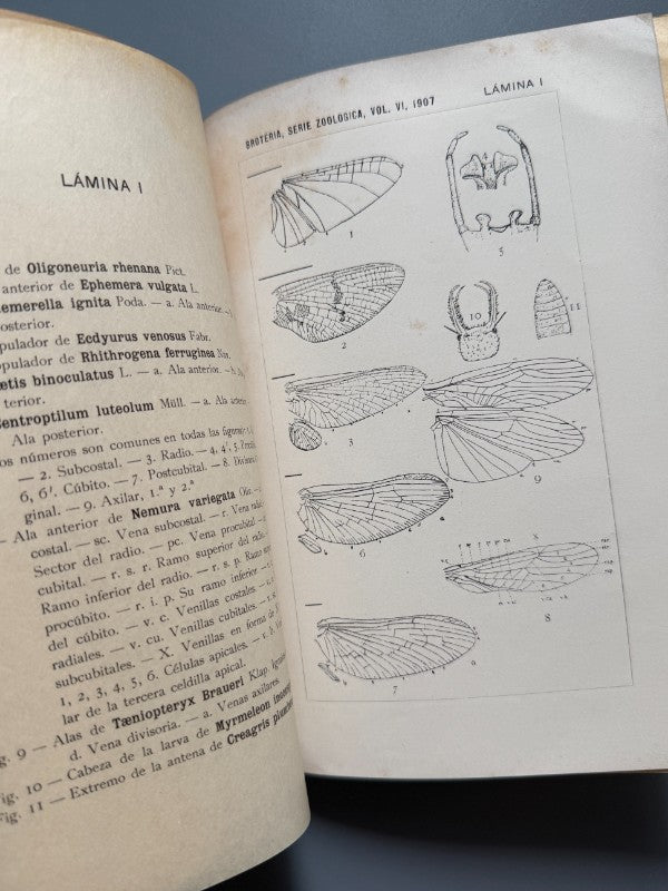 Neurópteros de España y Portugal, Longinos Navás - S. Fiel, 1908
