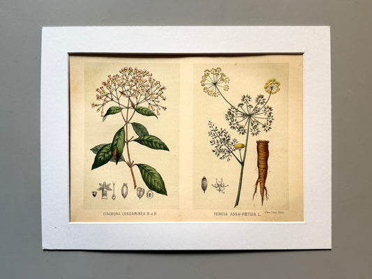Cromolitografía botánica, Cinchona condaminea y Ferula assa-foetida - J. Seix Editor, ca. 1900
