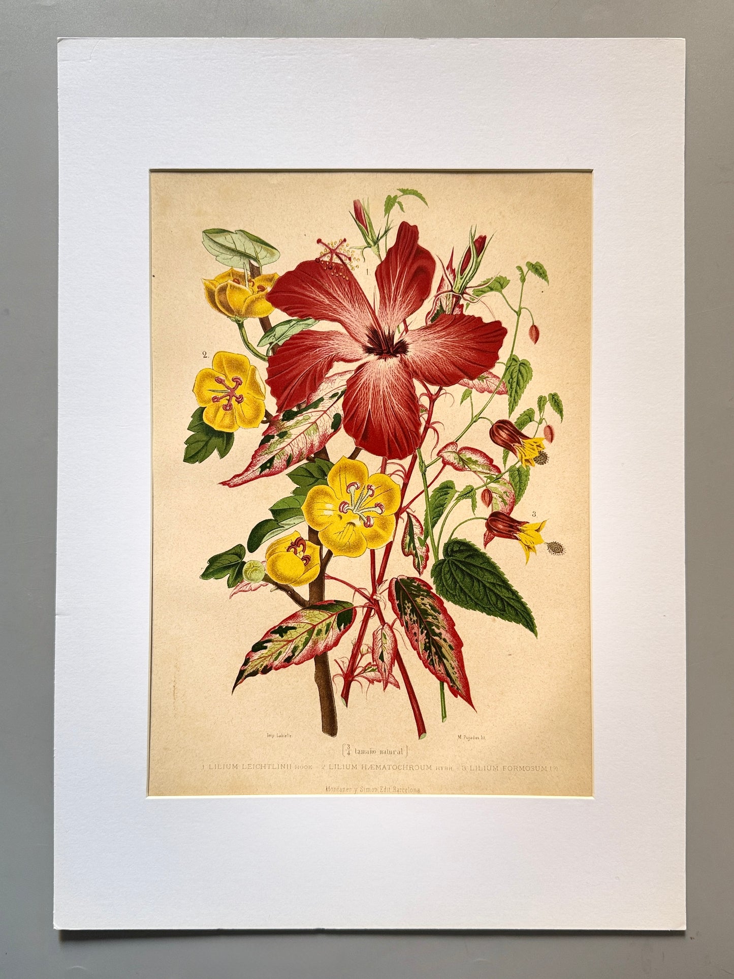 Cromolitografía botánica, Lirio - Historia Natural, Montaner y Simón 1876