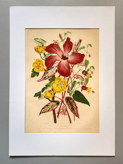 Cromolitografía botánica, Lirio - Historia Natural, Montaner y Simón 1876